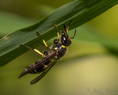 Ancistrocerus antilope