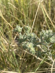 Heterotheca villosa