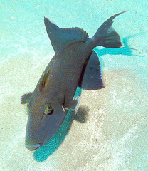 Pseudobalistes fuscus