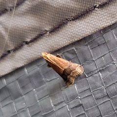 Eulogia ochrifrontella