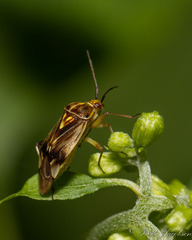 Lygus lineolaris