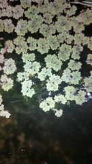 Azolla