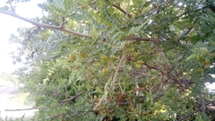 Bursera bipinnata