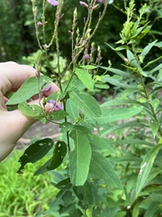 Desmodium canadense