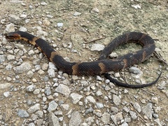 Nerodia fasciata confluens