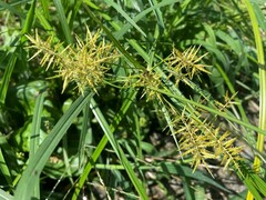 Cyperus esculentus