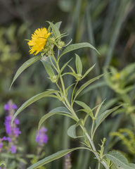 Helianthus grosseserratus