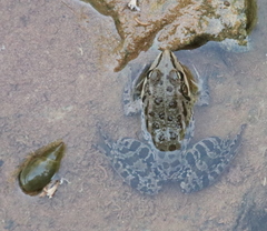 Pelophylax ridibundus