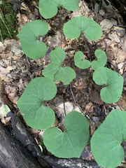 Asarum canadense