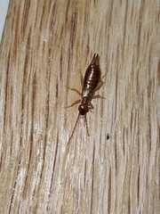 Apterygida albipennis