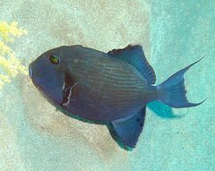 Pseudobalistes fuscus