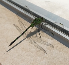 Erythemis vesiculosa