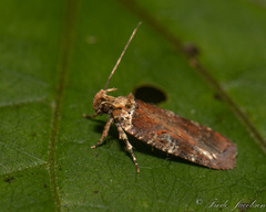 Agonopterix
