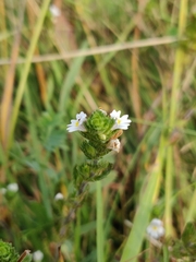 Euphrasia officinalis