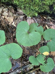 Asarum canadense