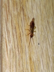 Apterygida albipennis