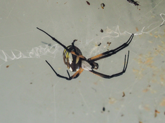 Argiope aurantia