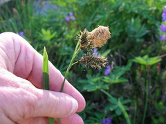 Carex spectabilis