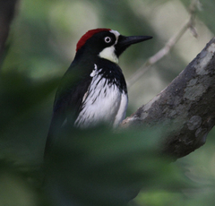 Melanerpes formicivorus
