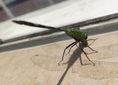 Erythemis vesiculosa