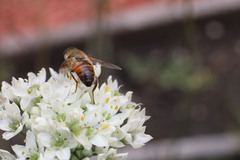 Eristalis tenax