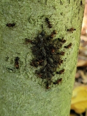 Camponotus chromaiodes