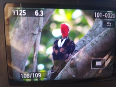 Campephilus melanoleucos