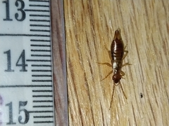 Apterygida albipennis