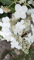 Eristalis tenax