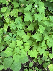 Ribes americanum