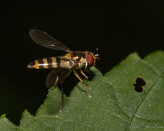 Meliscaeva cinctella