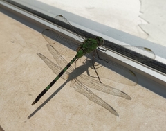 Erythemis vesiculosa