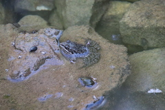Pelophylax ridibundus