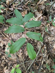 Maianthemum racemosum