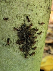 Camponotus chromaiodes