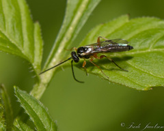 Diplazon laetatorius