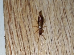 Apterygida albipennis