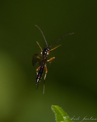 Diplazon laetatorius