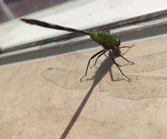 Erythemis vesiculosa