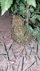 Bufo spinosus