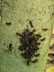 Camponotus chromaiodes