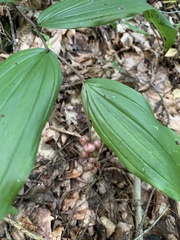 Maianthemum racemosum