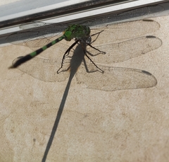 Erythemis vesiculosa
