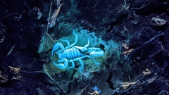 Paruroctonus soda