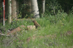 Marmota flaviventris