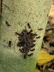 Camponotus chromaiodes