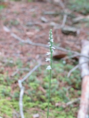 Spiranthes tuberosa