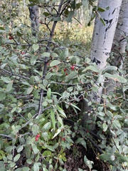 Shepherdia canadensis