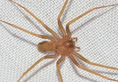 Loxosceles rufescens