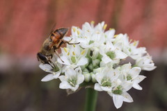 Eristalis tenax